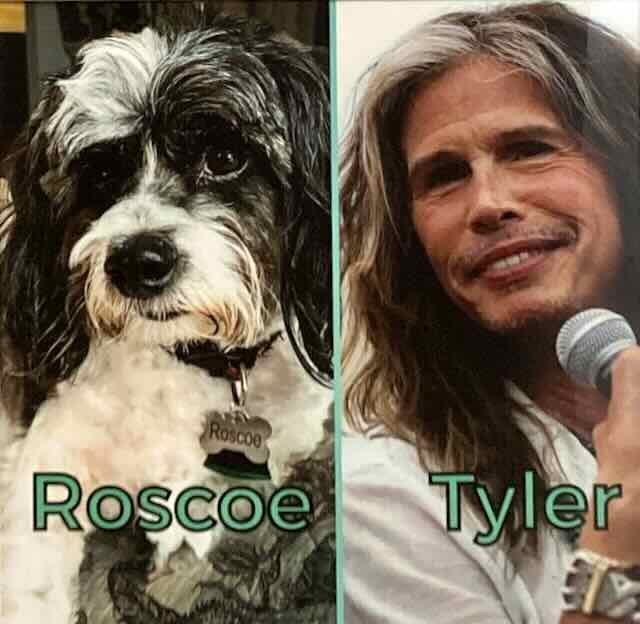 Last year's winner (2025) - Roscoe & Steven by John Stokes