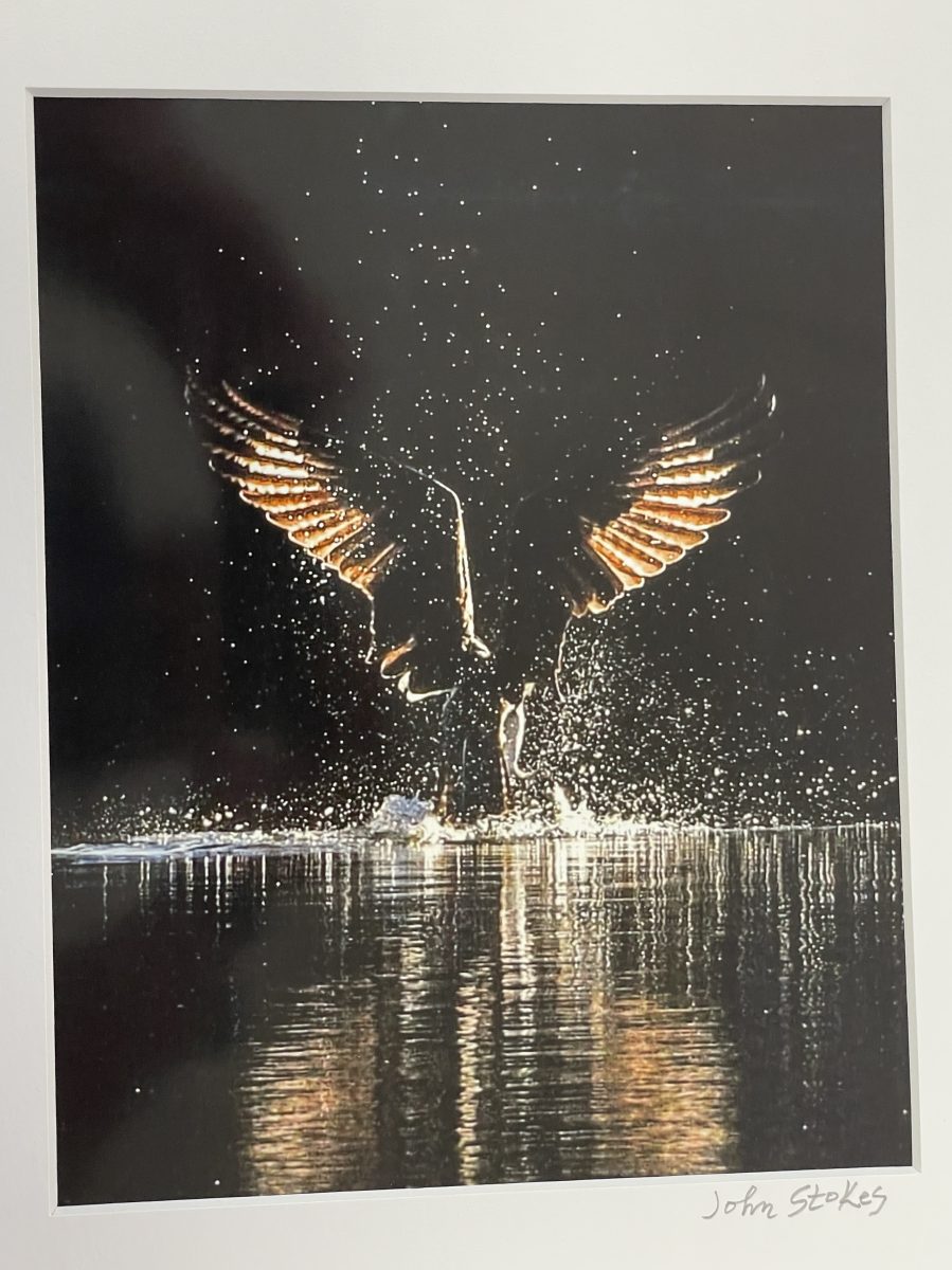 Osprey Artistry