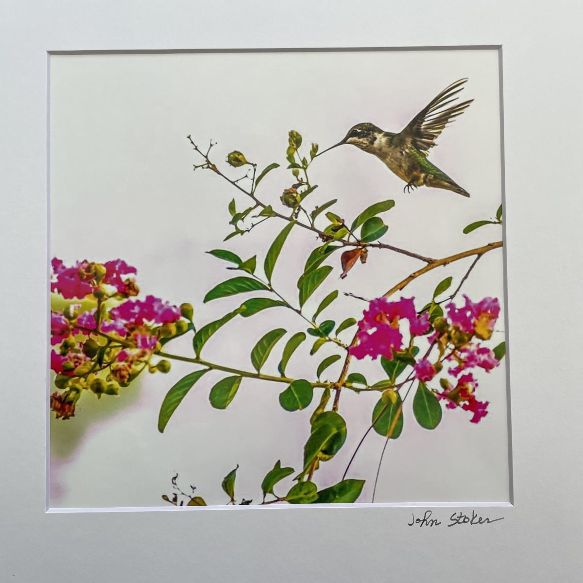333 Hummingbird in Crepe Myrtle